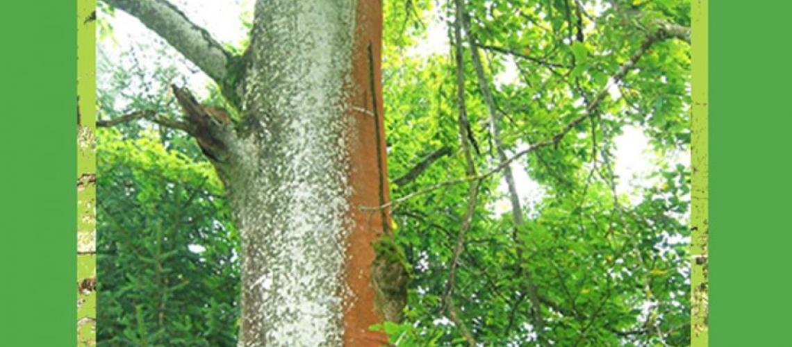 Die KLANGEREi-Liederhefte mit Weltliedern